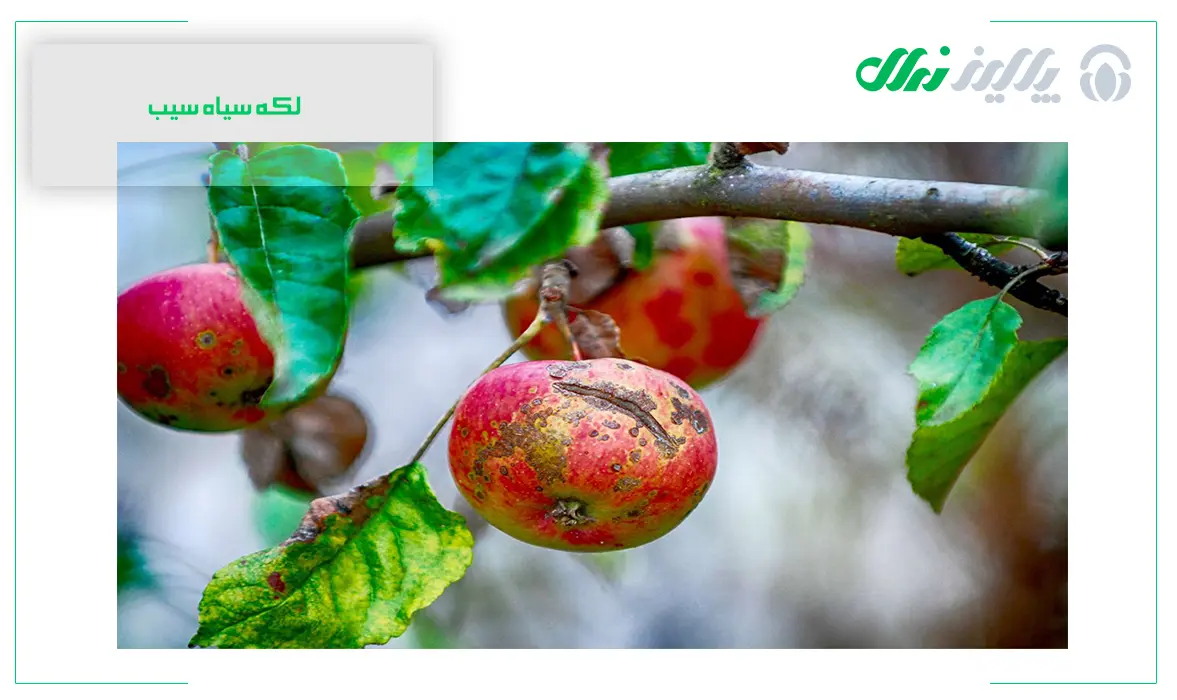 راه‌های مدیریتی برای سلامت نهال سیب از بیماری لکه سیاه