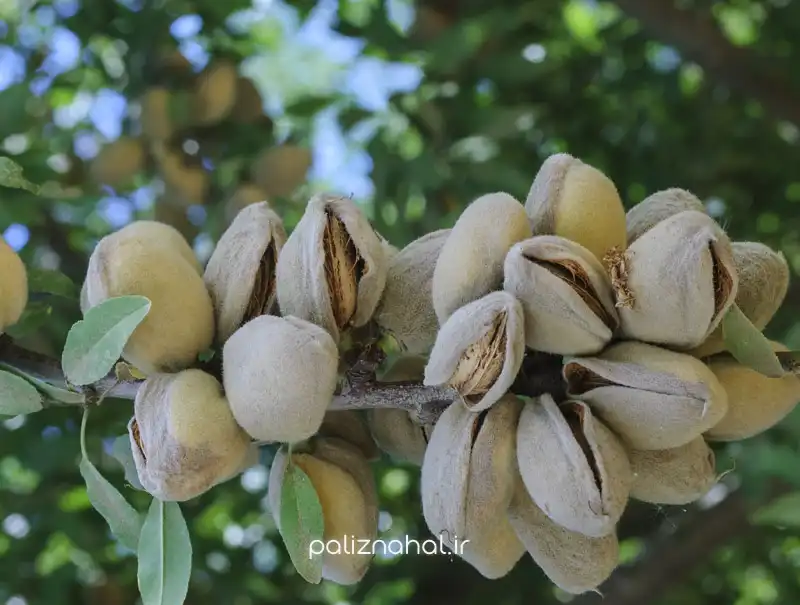 آیا در استان اردبیل می توانیم باغ بادام راه اندازی کنیم؟